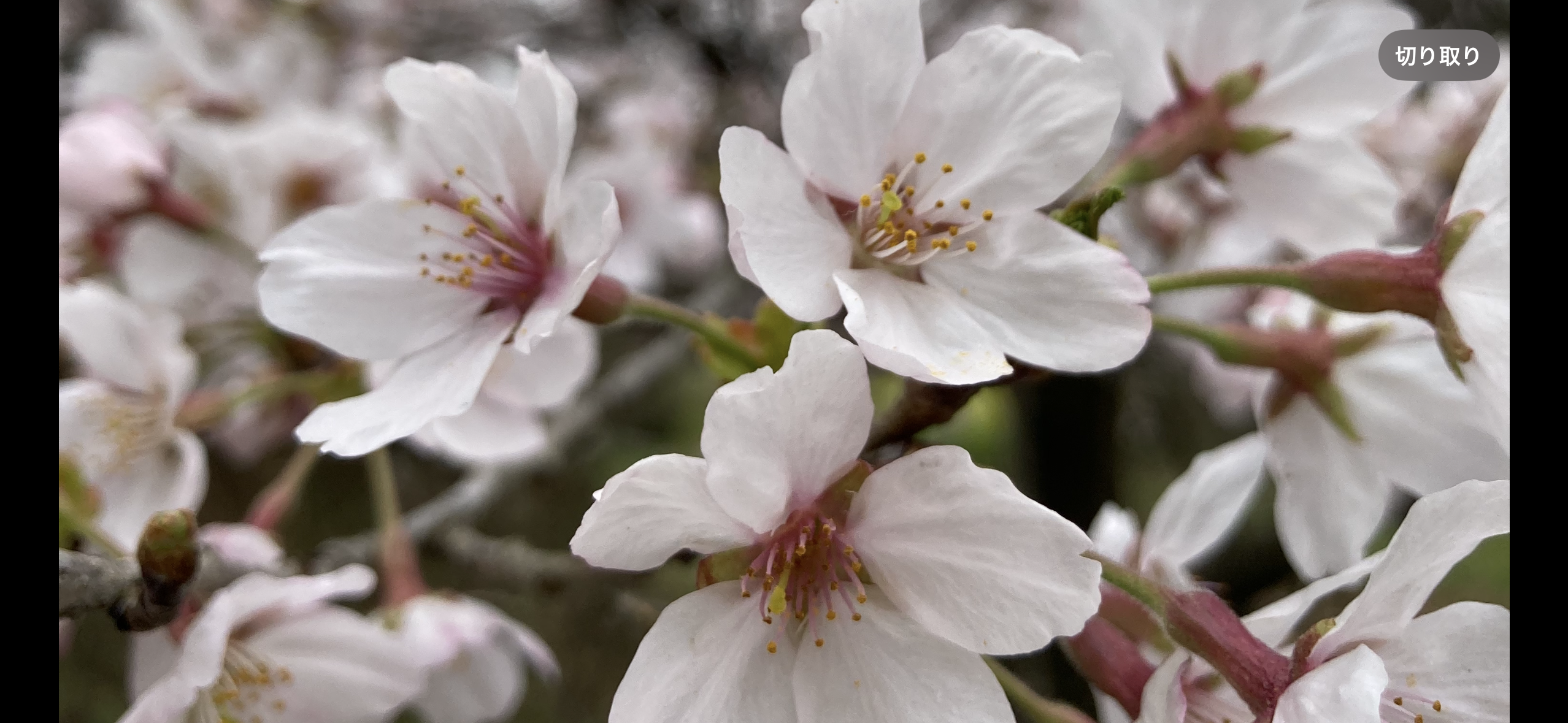 （日立協会）写真②